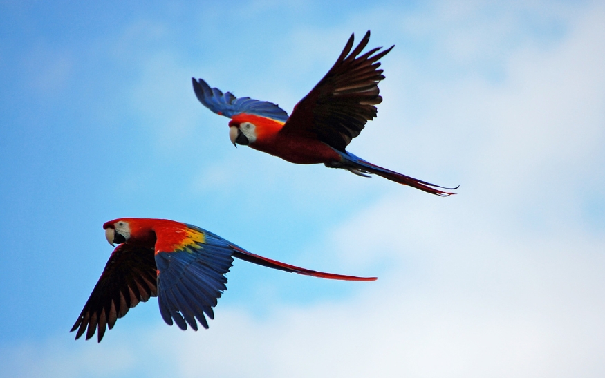 Co dělat, když vám uletí papoušek_foto2